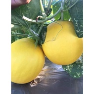 Golden melon seeds, pack of 10 (golden queen)