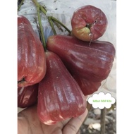 Jambu air jenis RHS