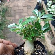 Bibit bonsai Adenium - Bibit Kamboja Jepang