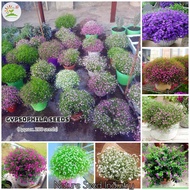 [High Germination] Gypsophila Seeds for Planting (200 seeds/pack, Mix Color, Suitable for Growing In Malaysia) Flower Seeds Bonsai Plant Seed Potted Live Plants Flowering Plants Seeds Indoor Outdoor Real Air Plant Garden Fecoration Items Benih Pokok Bunga