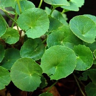 Bibit daun pegagan Bibit tangkai pegagan bibit pegagan