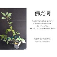 心栽花坊-佛光樹/舟山新木姜子/4吋/綠化植物/綠籬植物/售價140特價120