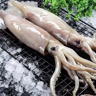 Sabah Giant Squid/沙巴大嚜斗