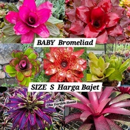 Baby Bromeliad Size Anak Harga Bajet - Size S to M / Gha Garden House