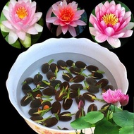 20pcs/bag Bowl Lotus Flower Seeds Water Lily Bonsai Seed Garden MixMultiple Colour Mini Lotus Seeds Malaysia (Flower Decoration Plant Seeds Vegetable Fruit benih pokok bunga pokok bunga hidup air plants live flower plant bunga hidup indoor plants real)