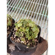 Japanese Micro Strawberry Begonia