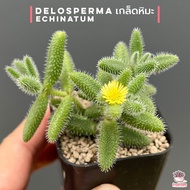 เกล็ดหิมะ Delosperma Echinatum ไม้อวบน้ำ กุหลาบหิน cactus&amp;succulentหลากหลายสายพันธุ์