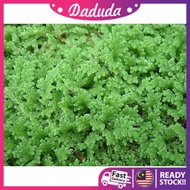 Azolla HYBRID Benih Azola microphylla microfila Mosquito Fern Aquatic Floating Plant pokok hidup kia