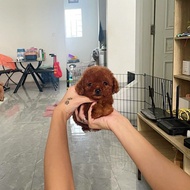 Teacup red poodle