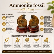 Ammonite fossil/natural crystal/ammonite fossil with stand