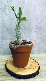 白馬城｜Pachypodium saundersii