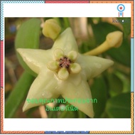 Hoya coronaria Blume.โฮย่า ดาว ขาว ยอดขายดีอันดับหนึ่ง