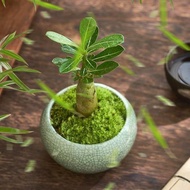 Desert Rose Mini Potted Plant Easy to Care for All Seasons Office Desktop Windowsill Small Green Pla