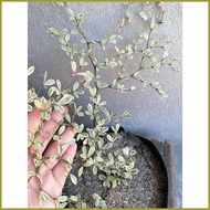 Variegated}F(African`VK#Talisay>w)Live}vY)outdoor~OM*garden~LX*decor~EX*in~Ro*seed ling bag