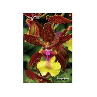 Metal Photo Magnet - Orchid