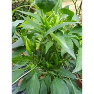 BAJA SUBUR 16 16 16.