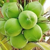 Bibit Buah Kelapa Wulung Genjah 100%Asli | Kelapa Wulung Genjah