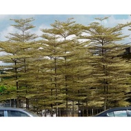 TKP , Real Live Plants , Pokok Hidup , Bucida Varigated , Pokok Doa Daun Putih, 白塔树，Outdoor Plant ,L