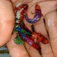 Ikan cupang hias female / betina koi galaxy multicolor / nemo