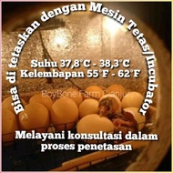 Telur Ayam Pelung Fertili