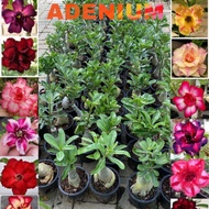 adenium plant thailand multi layer pokok kemboja ready stock malaysia