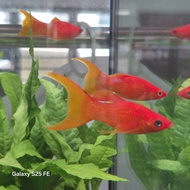 Premium marigold lyretail molly yellow orange molly aquarium fish lyretail molly aquascape fish peac