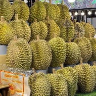 DURIAN MONTONG PALU PREMIUM BULAT UTUH 2KG+