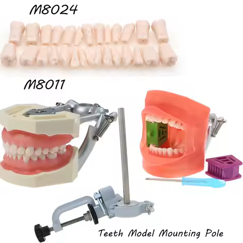 Dental Typodont Teeth Model 32Pcs Replace Screw-in Kilgore Nissin 200 Type Model Mounting Pole M8012