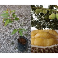 Anak pokok durian musang king kahwin / musang king durian hybrid plant / 猫山王榴梿幼苗