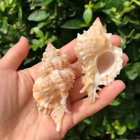 Pink-headed Snail Natural Conch Shell Snail Specimen Snail Fish Tank Aquarium Landscaping Hermit Cra