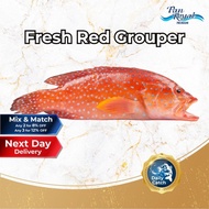 [PAN ROYAL] Fresh Red Grouper (400 - 500g +/-)