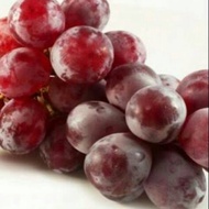 HARGA PROMO Bibit Buah Anggur Import Manis jumbo Merah Manis Red Globe Cocok Disegal cuaca KONDISI B