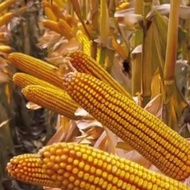 Kemasan 1 Kg Biji Benih Bibit Tanaman Jagung Jepang Raksasa Hibrida Impor