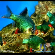 Green Tiger Barb (3 pcs) by LS Aquatic