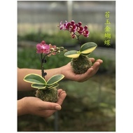 【956Positive Review】Butterfly Orchid Mini Golden Edge Orchid Dwarf Golden Leaf Coffee with Buds Prec