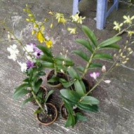 Paket 5 Anggrek Dendrobium Dewasa - Bunga Tanaman Hidup