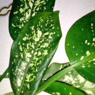Diffenbachia sp / Keladi  hutan / keladi hiasan