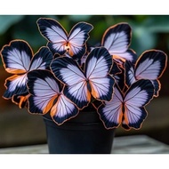 Biji Benih Keladi Rerama Caladium Butterfly Special Seed - 5 Seed