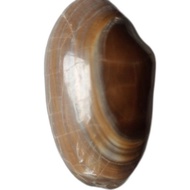 kijing bungkem fosil kerang