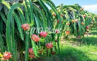 Anak pokok Buah naga Putih / White dragon fruit tree