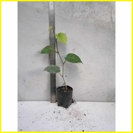 ☃ ☎ ✿ Native Paminta | Black Pepper Live Plant | Rooted cuttings
