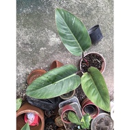 philodendron rojo congo red congo live aroid plant