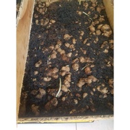 rimpang kunyit hitam kaempferia parviflora 1 ons