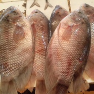 ikan gurame 1kg isi 3 fresh dan segar