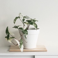 斑葉合果芋植栽_荷蘭設計極簡霧面盆