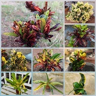 Anak Pokok Puding (limit 6 pokok untuk 1 order)