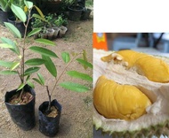 MDC- [ Buah ] ANAK POKOK Grafted Musang King Durian Seedling D197/ Anak pokok durian Musang King Kahwin