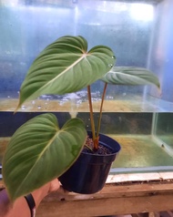philodendron gloriosum 3 daun ready stock