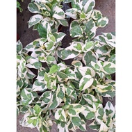 Money plant  njoy  # indoor plant#pokok hidup