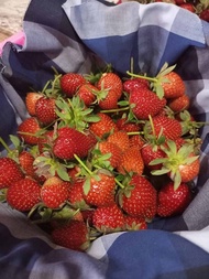 stroberi segar 1 kg ukuran kecil strawberry